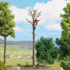 Tree Surgeon